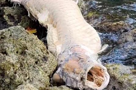 Амазонского монстра размером с ребёнка обнаружили во Флориде