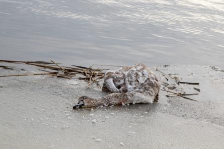 На льду Лиепайского озера обнаружены погибшие лебеди. У некоторых птичий грипп