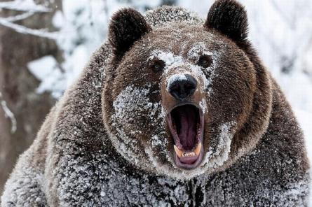 В музее Улан-Удэ после спячки проснулся первый медведь