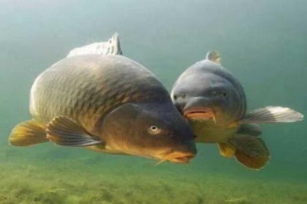 Учёные: человек губит пресноводных рыб в реках Земли