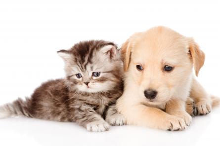 Кошки или собаки – кто милей человеку