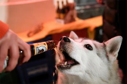 Пиво для собак – что это такое?