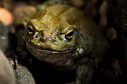 Зоозащитники требуют прекратить дойку психоделических жаб