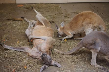 Посетитель Рижского зоопрака вызвал полицию из-за “неестественной” позы кенгуру