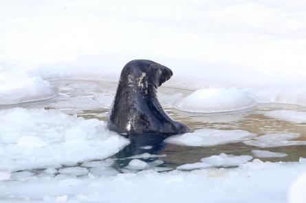 Нашествие тюленей на Видземском взморье: насчитали более 70
