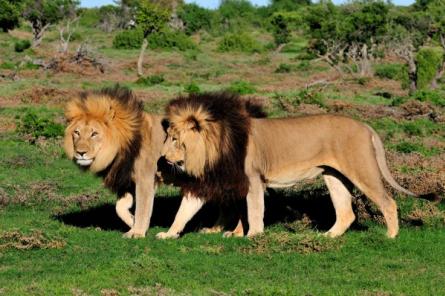 Львы умеют хорошо дружить