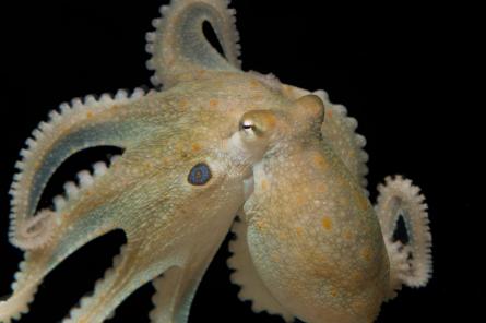 На дне Тихого океана нашли ранее неизвестный вид гигантских осьминогов