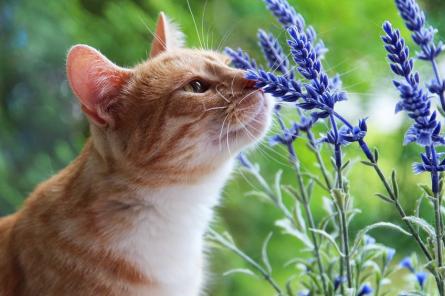 Способы борьбы с аллергией на шерсть кошек