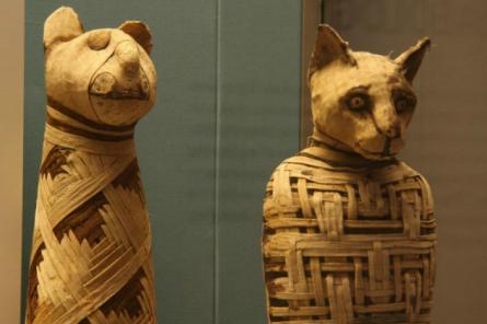 Судьба мумифицированных животных из Древнего Египта
