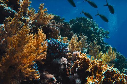 Исследование: почти все коралловые рифы могут исчезнуть к 2050 году