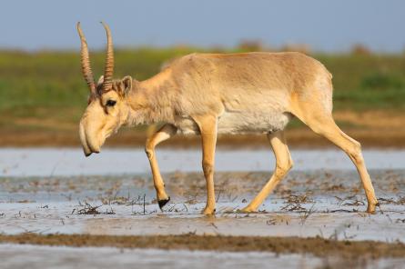 В Казахстане погибли сотни редких антилоп