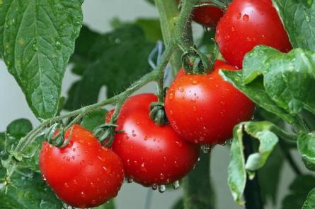 Решение есть: как спасти помидоры после проливных дождей