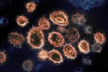 Новые штаммы коронавируса приводят к тому, что Covid-19 «молодеет»