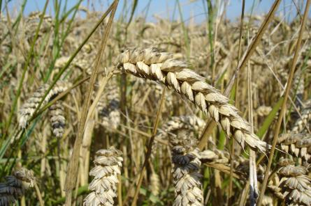 Латвия недосчитается 15-20% урожая зерновых