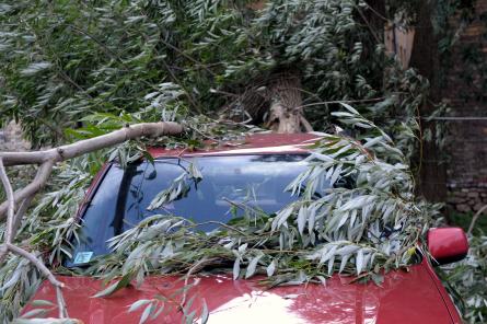 Непогода в Латвии: спасатели получили 70 вызовов в связи с упавшими деревьями