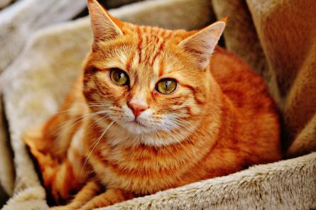 9 эффективных способов по уничтожению кошачьего запаха