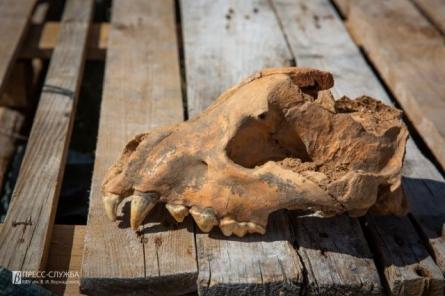 Череп ископаемой гигантской гиены найден в Крыму