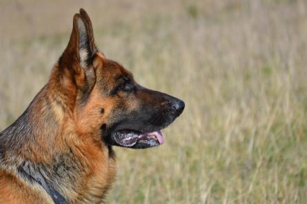 Служебный пес на Кубани помог найти пропавшую девочку