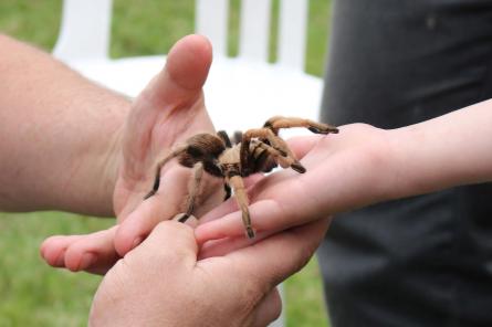 20 интересных фактов о домашних тарантулах