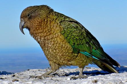 Новозеландские попугаи вычисляют вероятности