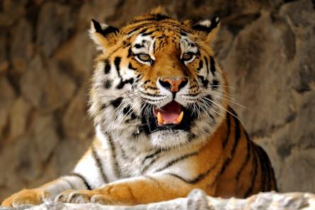 Самый «северный» амурский тигр