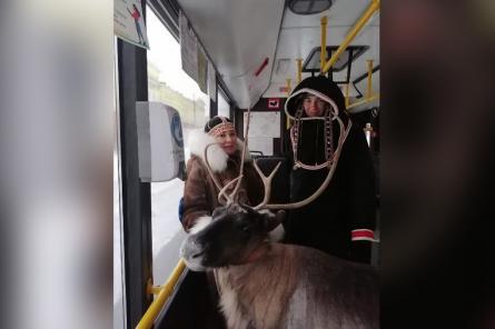 Девушка прокатилась в норильском автобусе с северным оленем