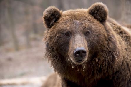 Под Владивостоком за девушкой погнались медведица с медвежонком