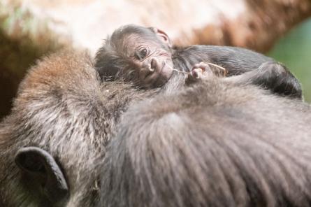 Новорожденный детеныш гориллы в зоопарке