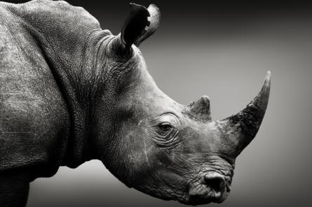 В Китае нашли новый вид древнего гигантского носорога