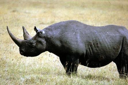 Составлено эволюционное древо носорогов