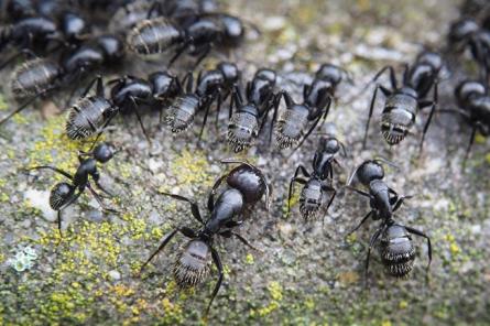 Муравьи способны очистить ваш дом от пауков