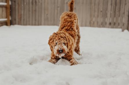 7 правил безопасной прогулки с собакой: инструкция от ветеринара