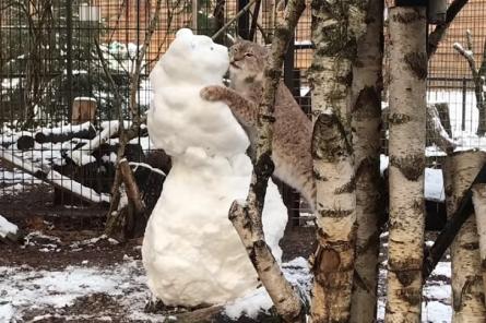 Рысь играет со снеговиком