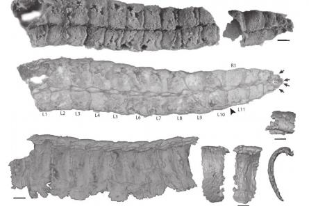 Морской червь 400 миллионов лет назад отрастил «броню панголина»