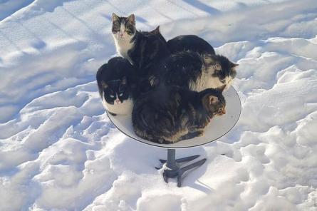 Коты захватили спутниковую тарелку от Илона Маска