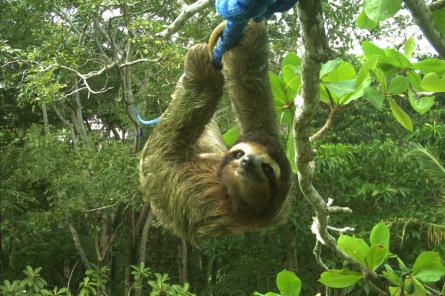 Коста-Рика – рай для ленивцев
