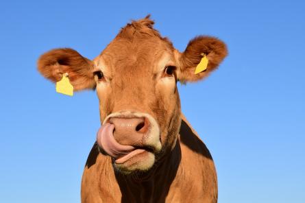Как корова языком слизала: в Латвии исчезли тысячи молочных ферм