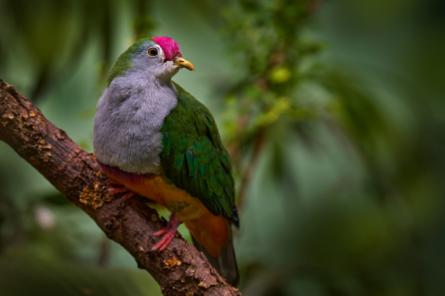 Орнитологи ищут птиц, которых давно никто не видел