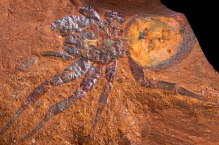 Окаменелости эпохи миоцена обнаружены в Австралии