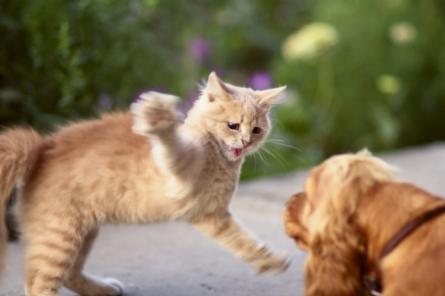 Причины вражды между кошками и собаками
