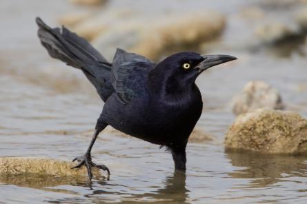 Чёрные птицы заполонили парковку в Техасе