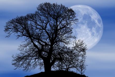 Волчья Луна: как полнолуние в январе повлияет лично на вас согласно вашему знаку