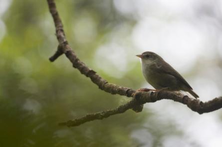 Птичка Акикики на грани исчезновения (+ видео)