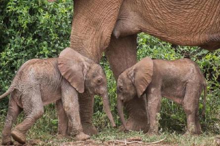 Близнецы африканских слонов родились в Кении (+ видео)