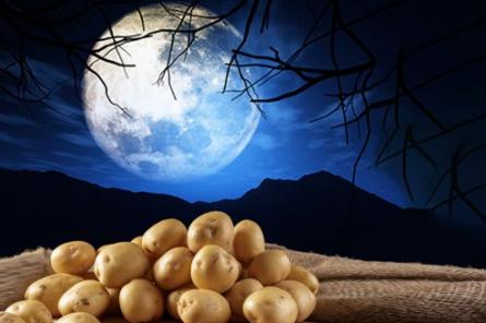 Выращивание картофеля по Лунному календарю в 2022 году
