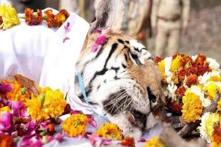Умерла самая знаменитая тигрица Индии (ВИДЕО)
