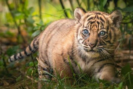 Первые шаги суматранского тигрёнка (+ видео)