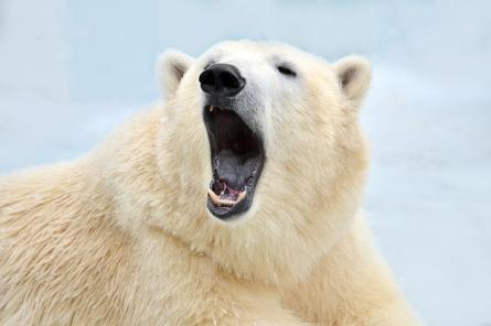 Почему белые медведи бегут с Аляски в Россию