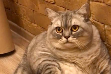 Невероятно толстая кошка из России покорила соцсети