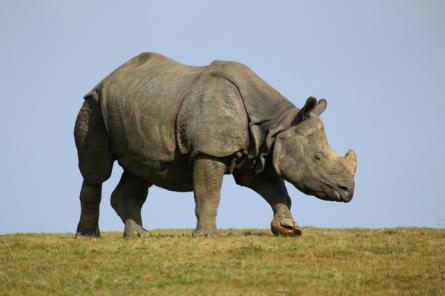 Непал теряет редких индийских носорогов
